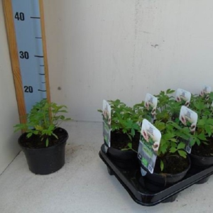 Levisticum officinale