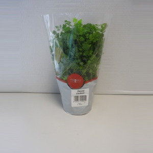 Anthriscus cerefolium