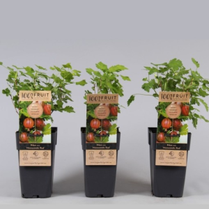 Ribes uva-crispa ‘Hinnonmäki Röd’