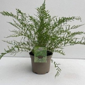 Dryopteris filix-mas ‘Linearis Polydactyla’