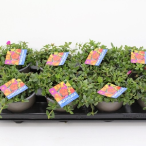 Portulaca umbraticola MIX
