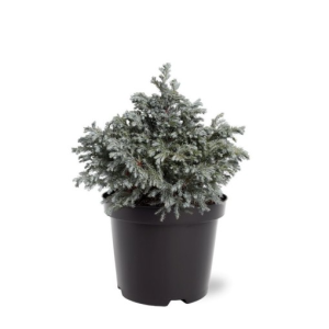 Chamaecyparis pisifera ‘Blue Planet’