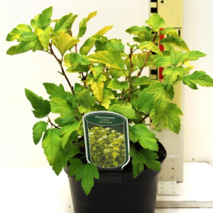 Physocarpus opulifolius ‘Dart’s Gold’