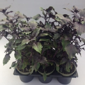 Ocimum basilicum ‘Magic Mountain’