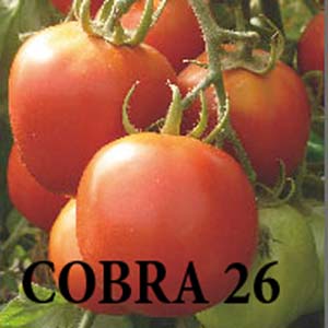Semence de tomate Cobra 26