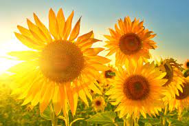 Semence / graines de tournesol de qualité supérieure 50Gr.