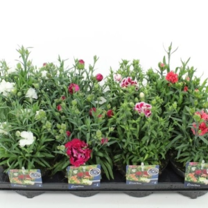 Dianthus caryophyllus MIX