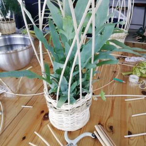 Créez votre support pour plantes grimpantes dans un atelier vannerie