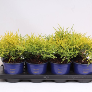 Chamaecyparis pisifera ‘Sungold’