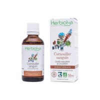 Bourgeon de Cornouiller sanguin