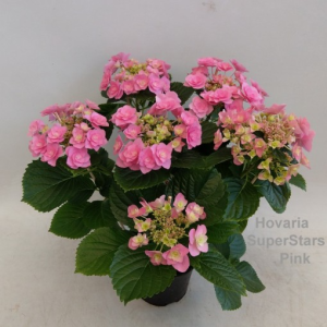 Hydrangea macrophylla HOVARIA SUPERSTARS PINK