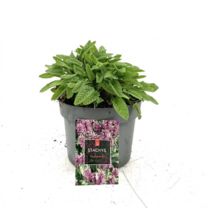 Stachys monieri ‘Hummelo’