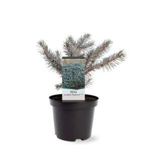 Picea pungens ‘Karpaten’