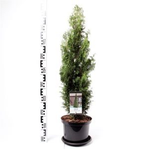 Thuja occidentalis ‘Degroot’s Spire