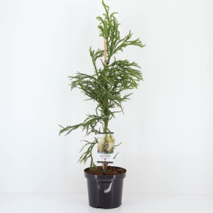 Cryptomeria japonica ‘Rasen