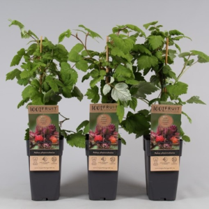 Rubus phoenicolasius