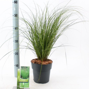 Carex ‘Phoenix Green’