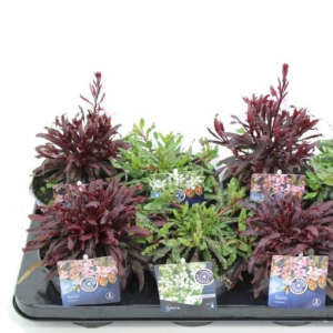 Gaura lindheimeri MIX