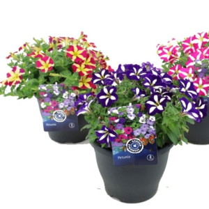 Petunia CRAZYTUNIA MIX