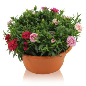 Dianthus OSCAR MIX IN POT