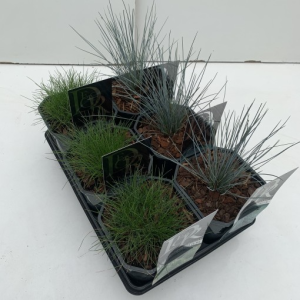 Festuca MIX