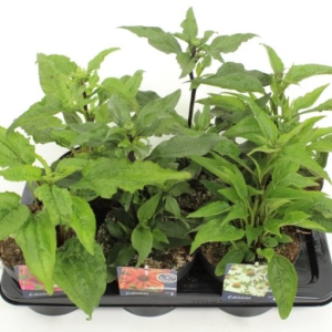 Echinacea purpurea MIX