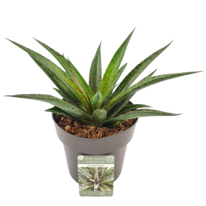 x Mangave ‘Pineapple Express