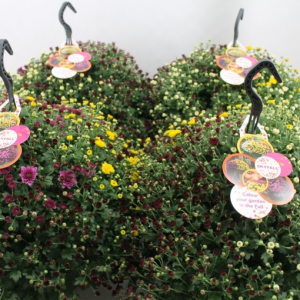 Chrysanthemum SKYFALL MIX IN POT