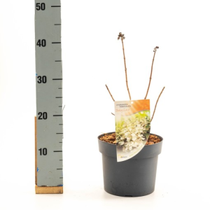 Hydrangea paniculata BABY LACE