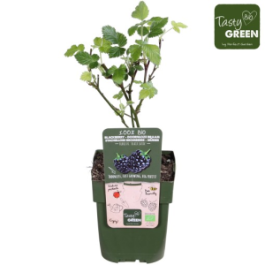 Rubus fruticosus ‘Black Satin’