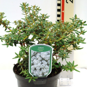 Rhododendron groenlandicum ‘Helma’