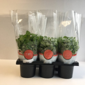 Perilla frutescens crispa