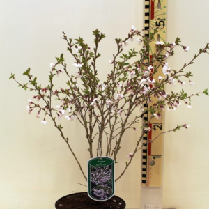 Prunus incisa ‘Kojou-no-mai’