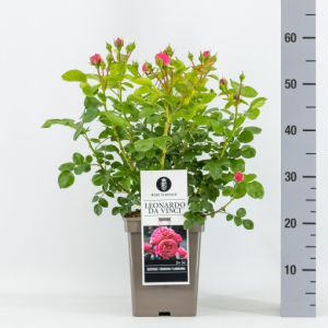 Rosa LEONARDO DA VINCI