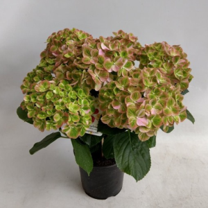 Hydrangea macrophylla HOVARIA SUMMERGREEN