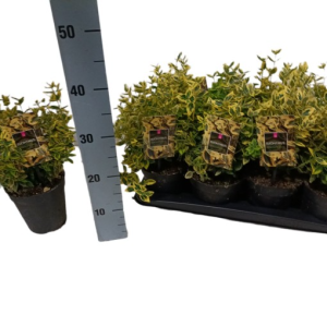 Euonymus fortunei ‘Emerald ‘n’ Gold’