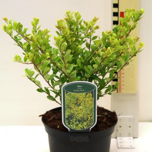 Ilex crenata ‘Golden Rock’