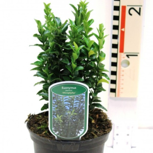 Euonymus japonicus ‘Microphyllus’