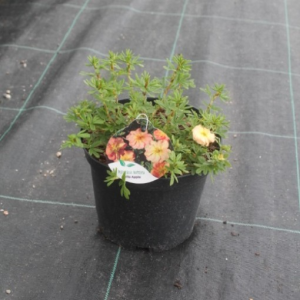 Potentilla fruticosa BELLA APPLE