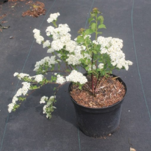 Spiraea nipponica ‘June Bride’