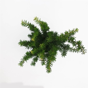 Taxus x media ‘Farmen’