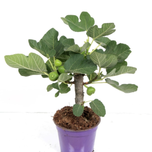 Ficus carica
