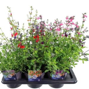 Salvia microphylla MIX