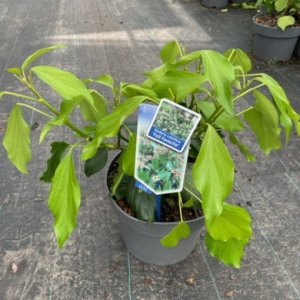 Hedera colchica ‘Fall Favourite’