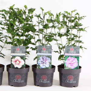 Hibiscus syriacus CHIFFON MIX