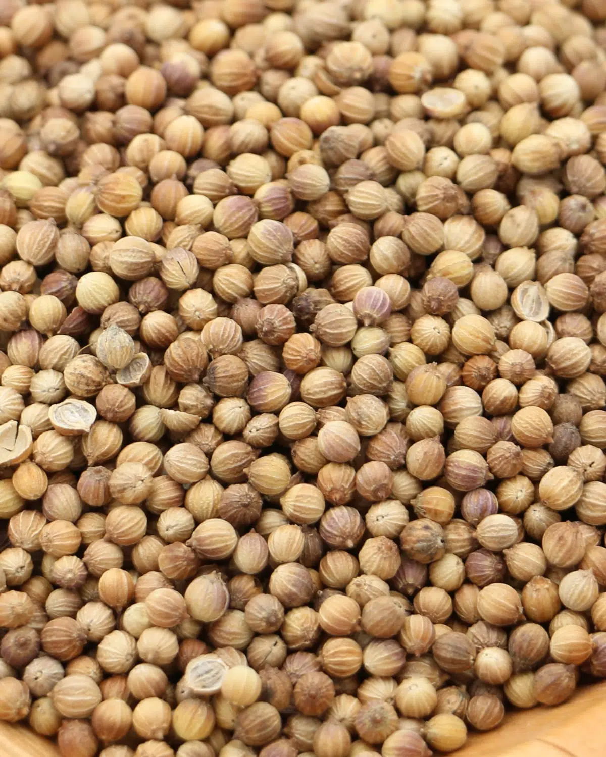 Coriandre en graines – Image 2